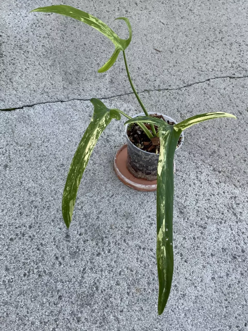 Philodendron Holtonianum Aurea Variegated thumbnail