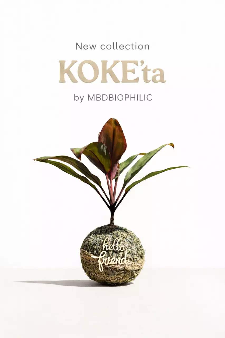 Kokedama Ti Plant (Cordyline Fruticosa) Handcrafted Moss Ball Indoor Plan thumbnail