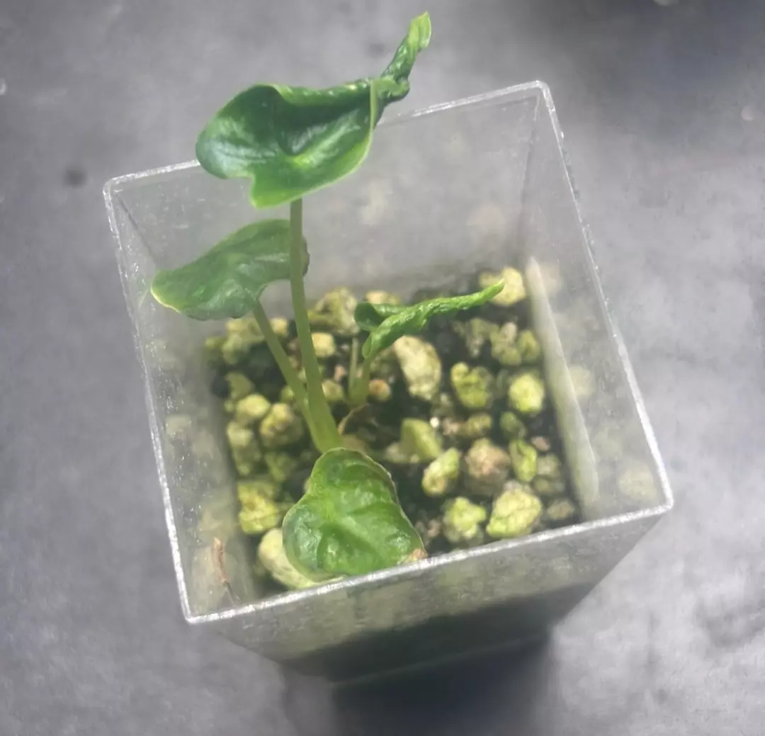 Alocasia Frydek Tattoo/“Emerald Tide” thumbnail