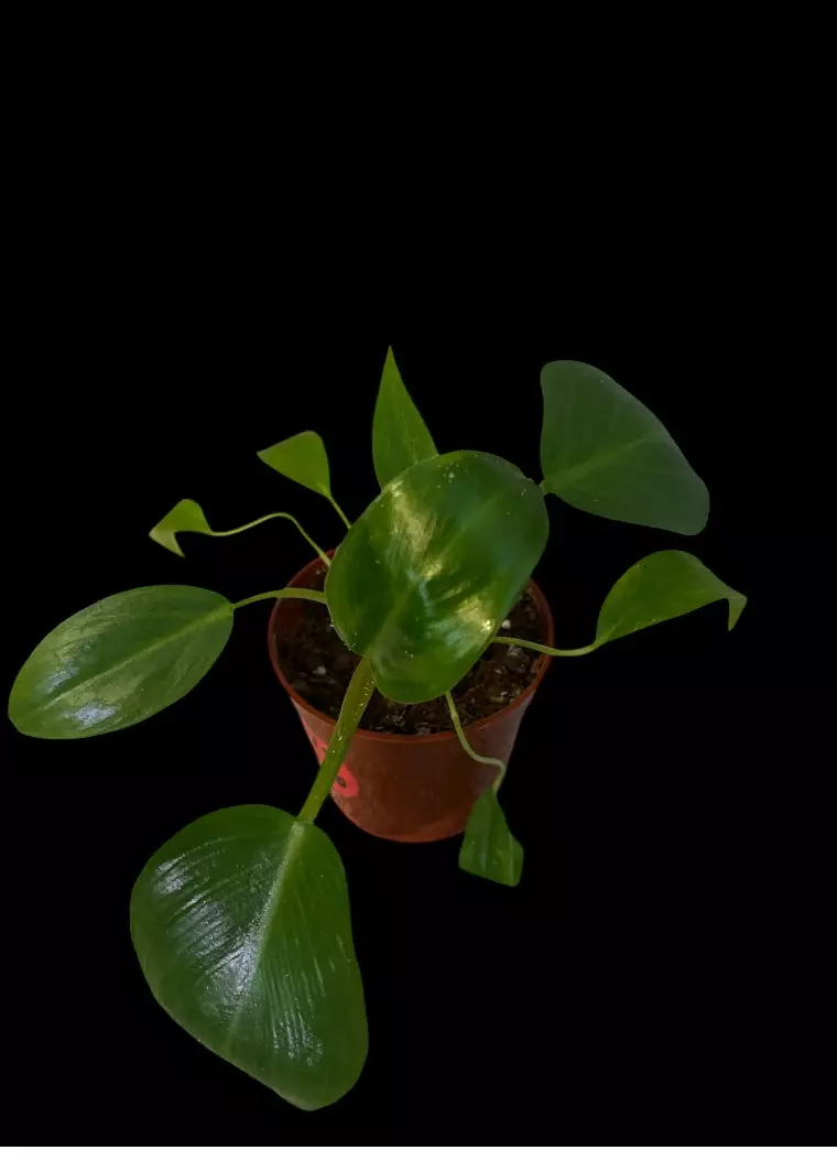 NT136: Dark Lord x Texas Jose thumbnail