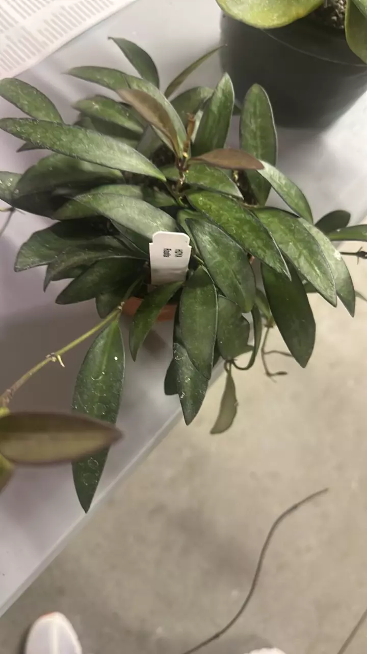 Hoya Rosita thumbnail