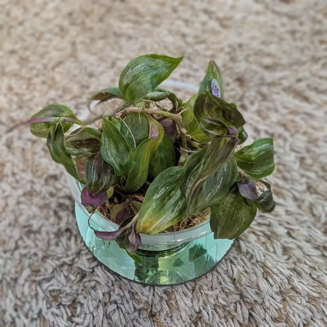 4oz Tradescantia #307 thumbnail