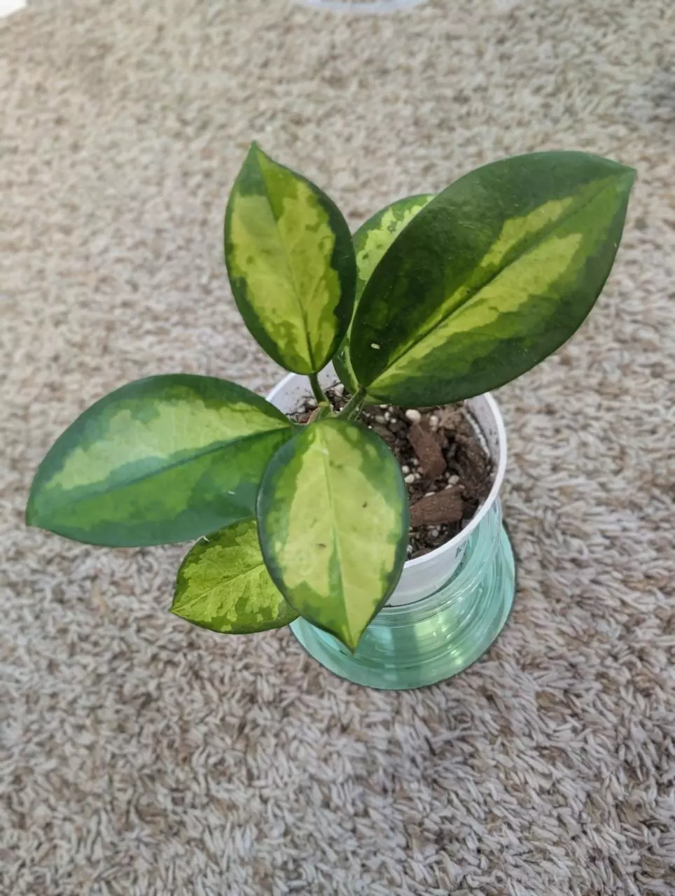 Hoya Australia Lisa #315 thumbnail