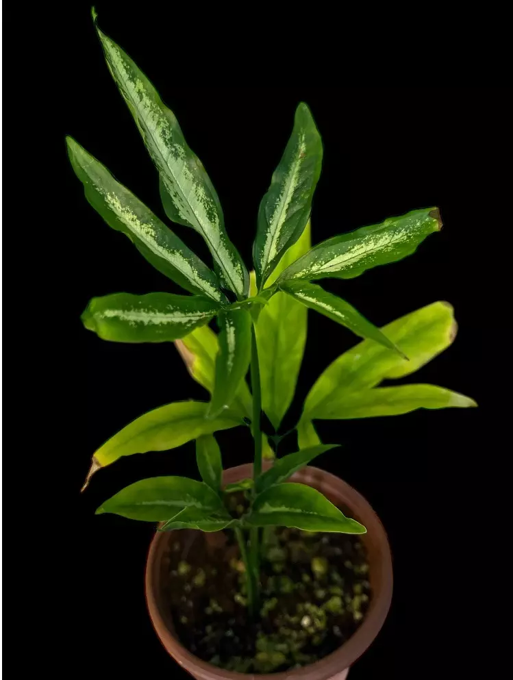 NT411: Syngonium White Ribbon ( Rare) thumbnail