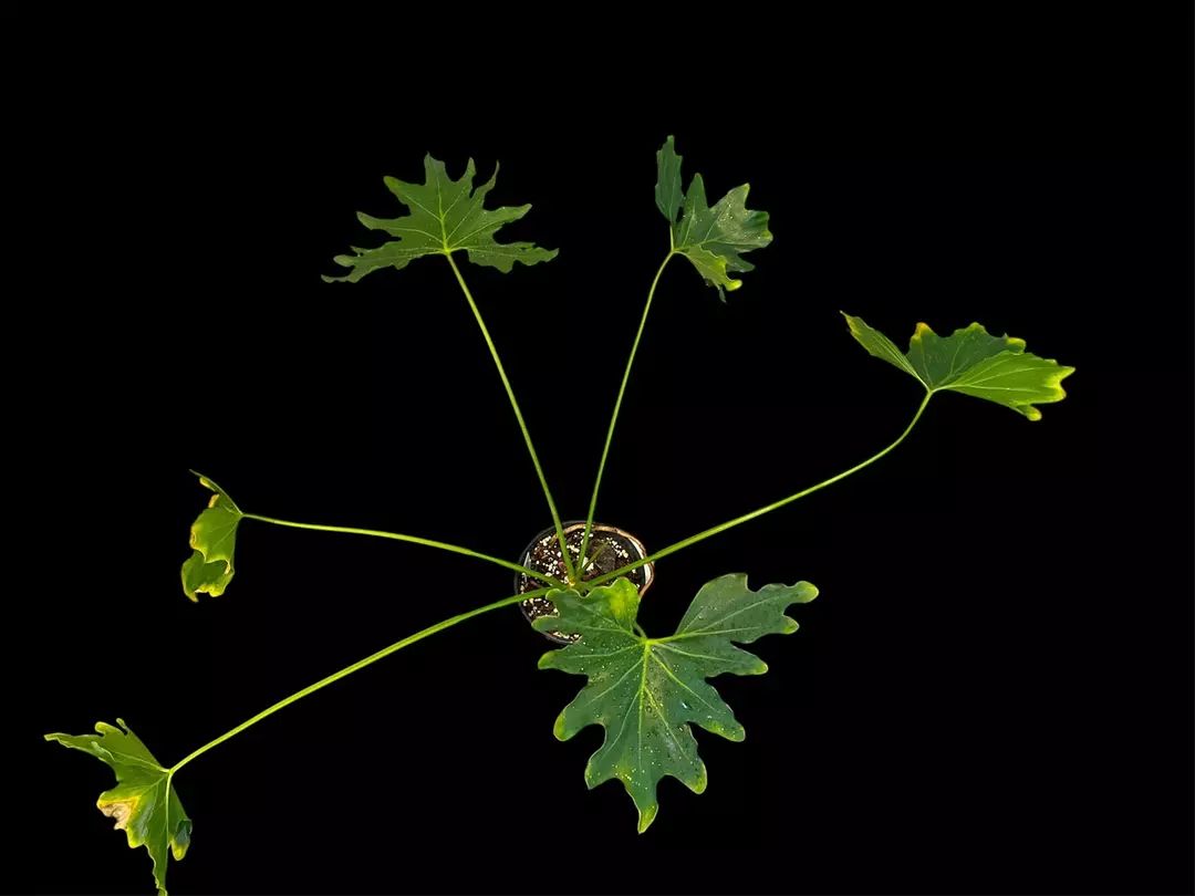 NT224: PHILODENDRON SAXICOLA ( Rarest find) thumbnail