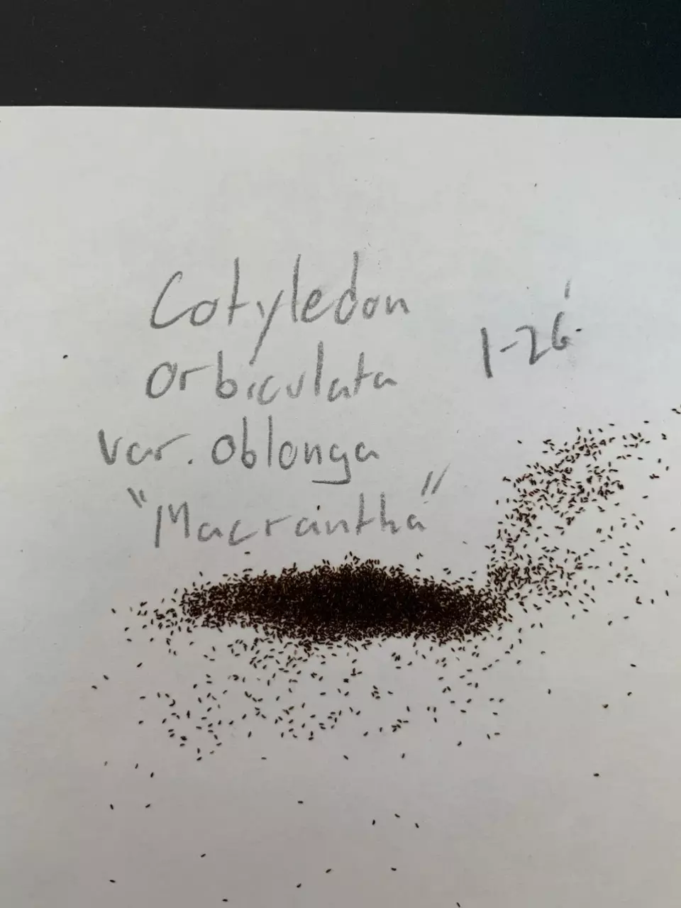 Cotyledon orbiculata var. oblonga ‘macrantha’ - 50 seeds thumbnail