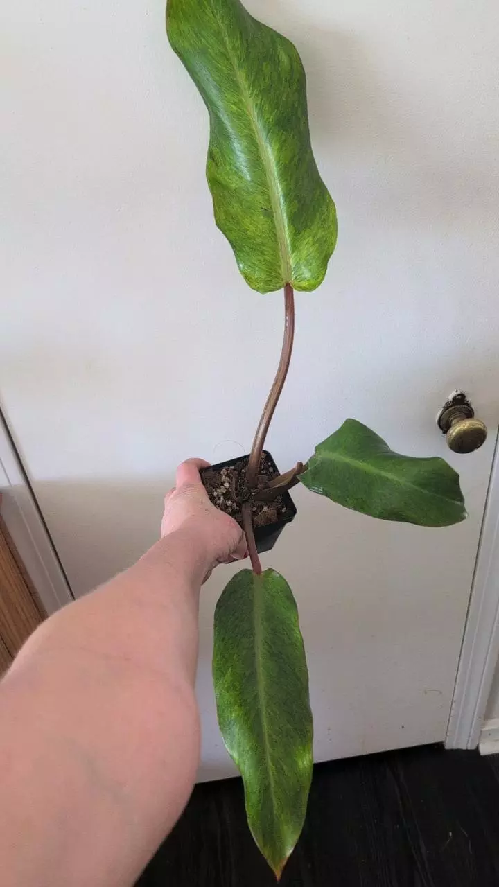 HUGE philodendron Orange marmalade. 2 growth point thumbnail