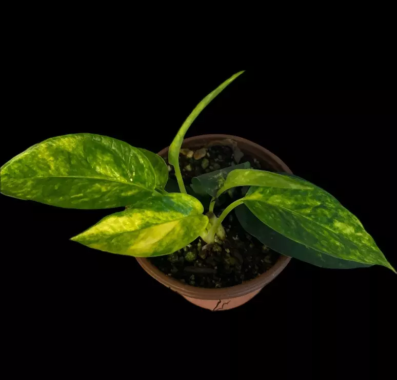 NT408: Cebu Blue Aurea thumbnail