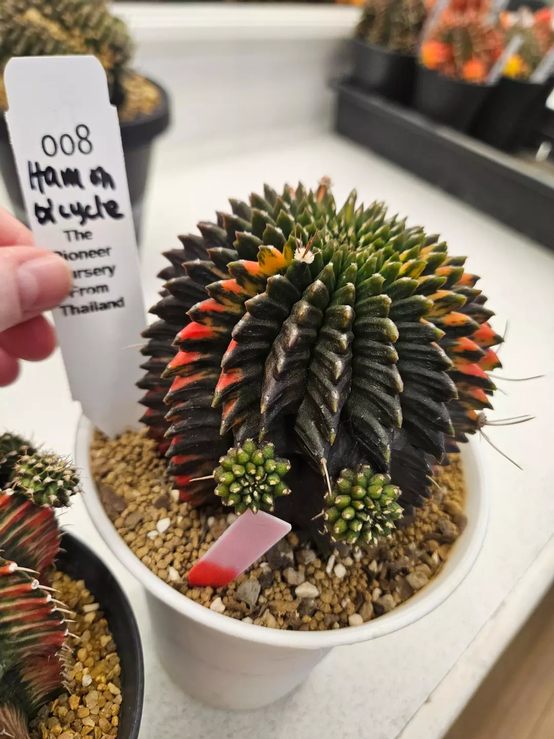 8  - BaanBaan Fair Preview thumbnail