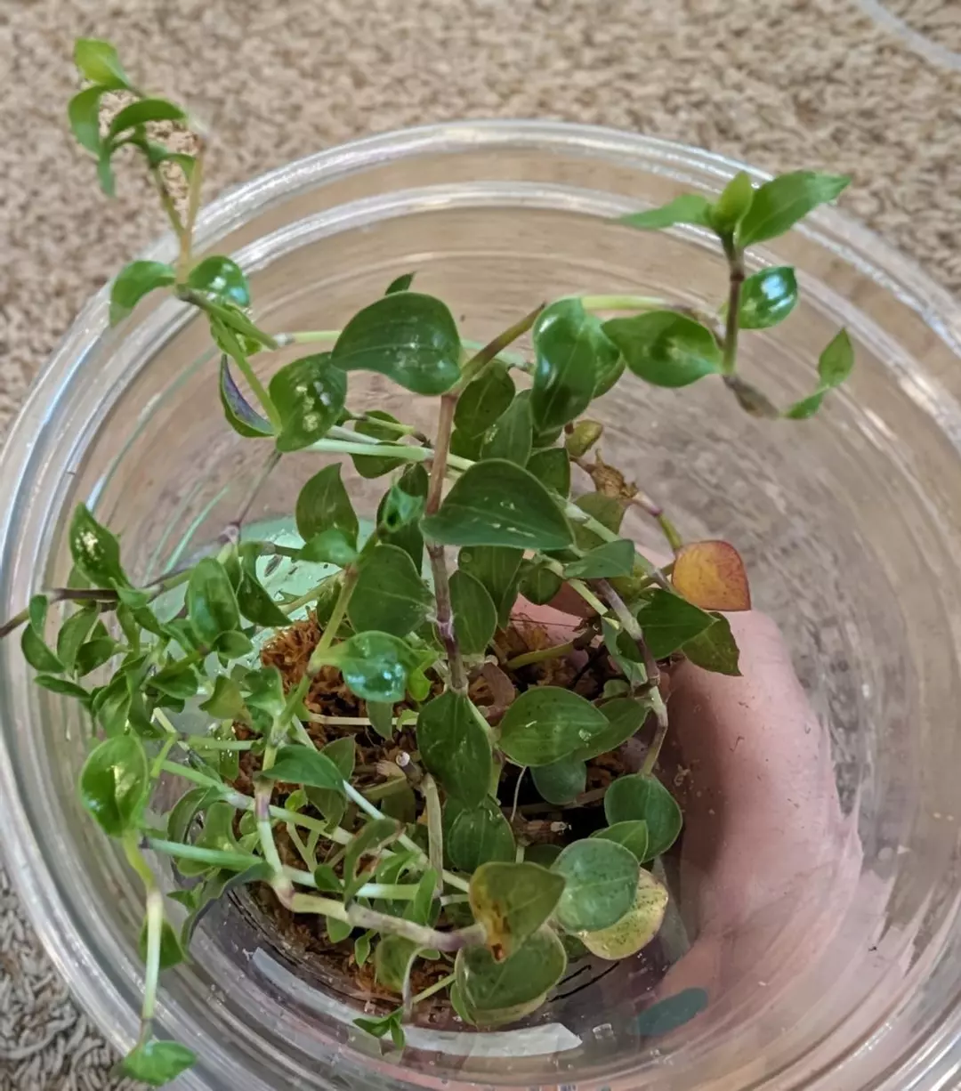 Tradescantia Bolivian #314 thumbnail