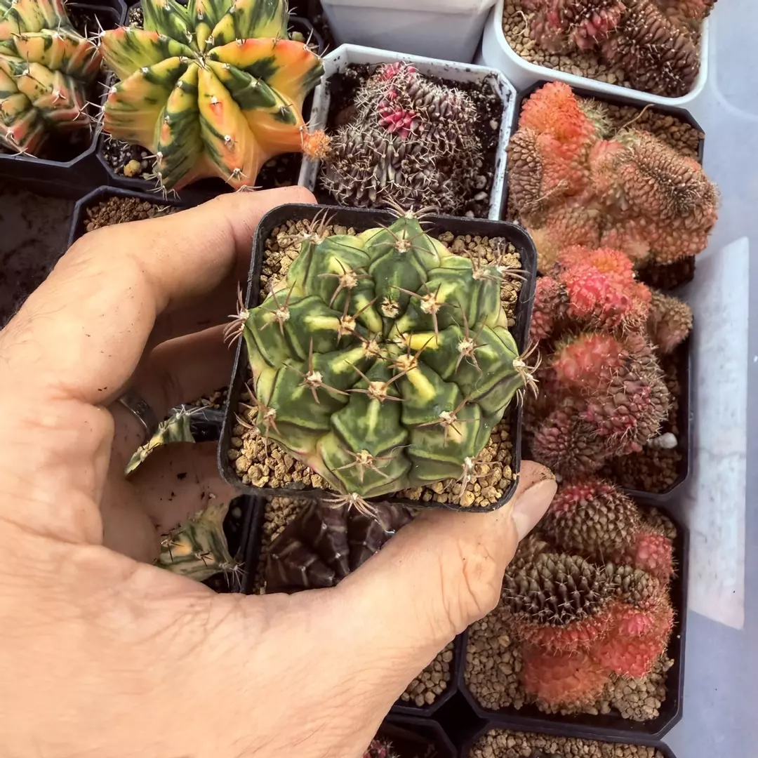 Gymnocalycium hybrid full thumbnail