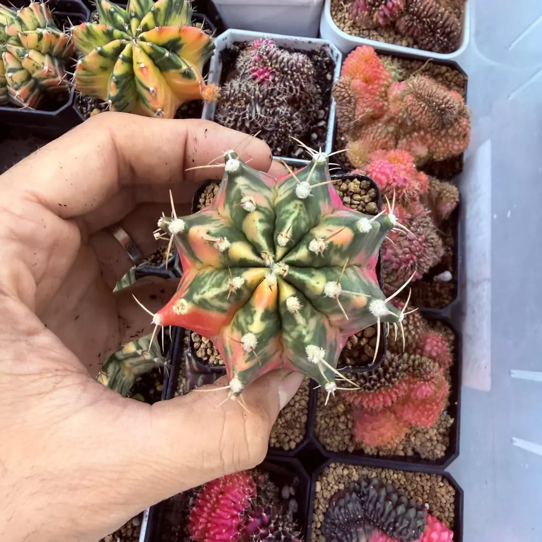 Gymnocalycium hybrid full thumbnail