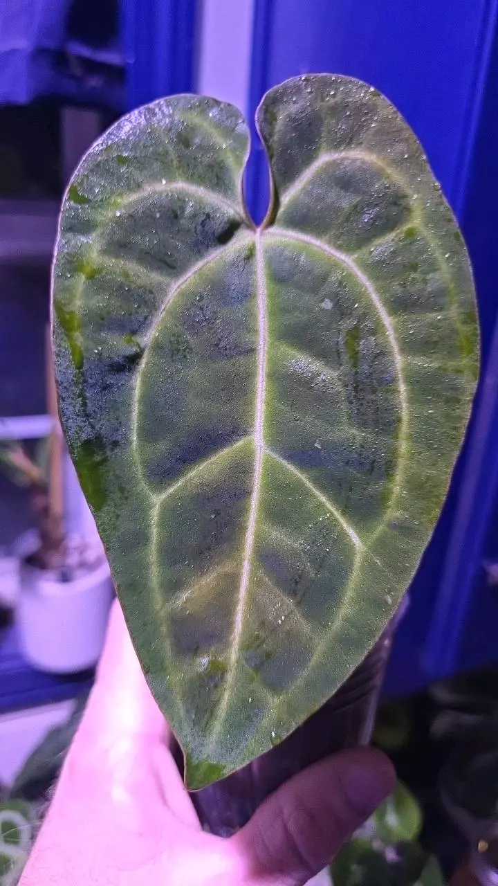 Anthurium AoS Dark Form x Red Crystal (WU10) - 024 thumbnail