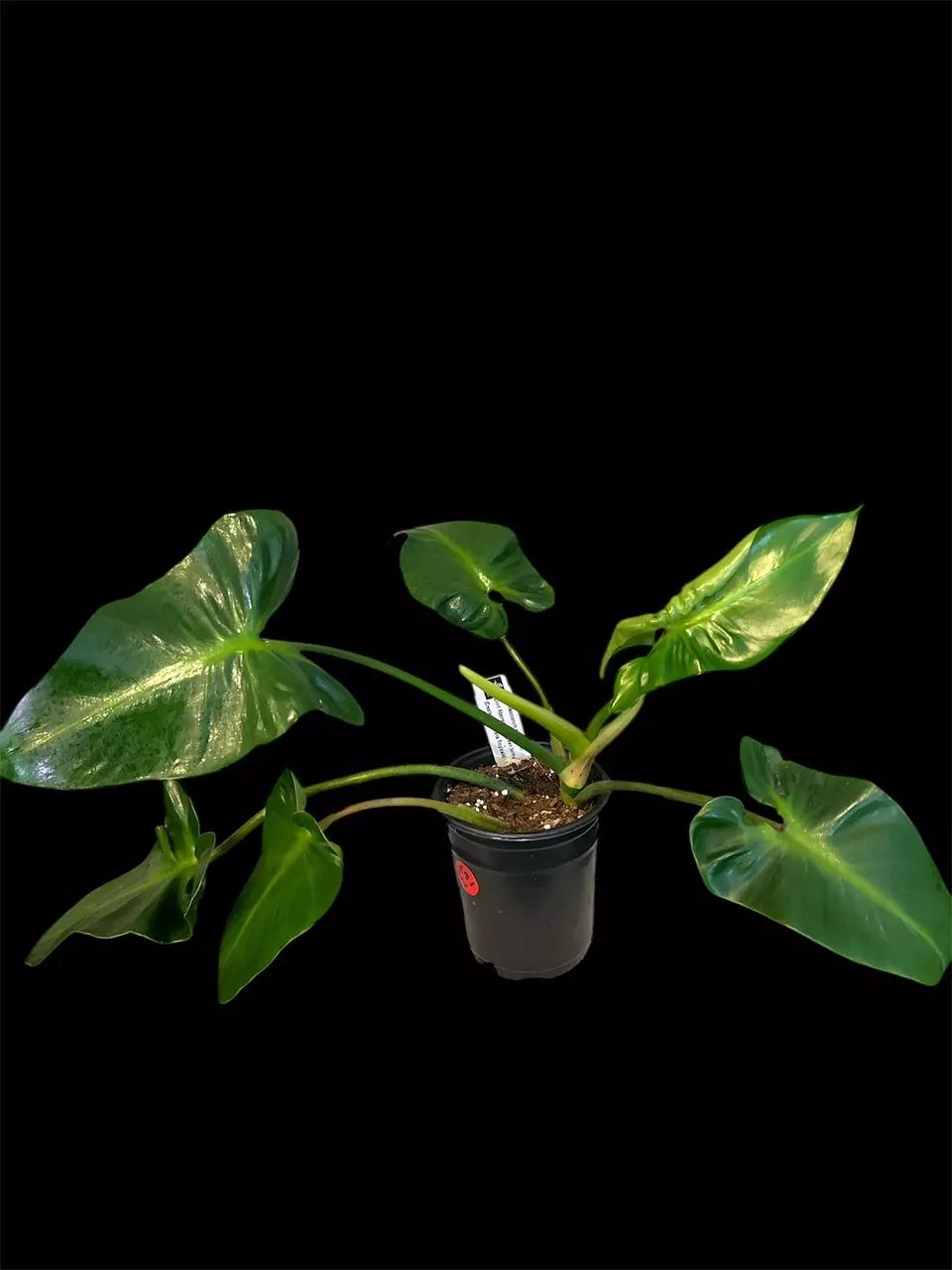 NT167: Hybrid Philodendron- Mexicanum x Rugosum (Aberrant dark green short form) thumbnail