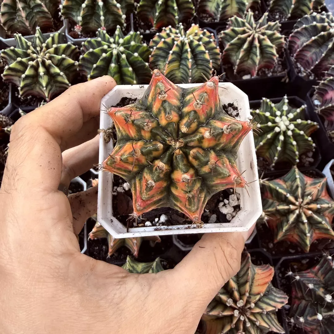 Gymnocalycium hybrid full thumbnail