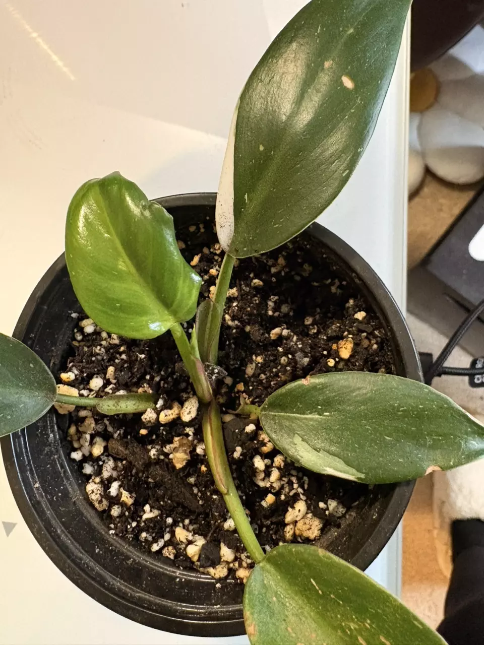 Philodendron White Wizard thumbnail