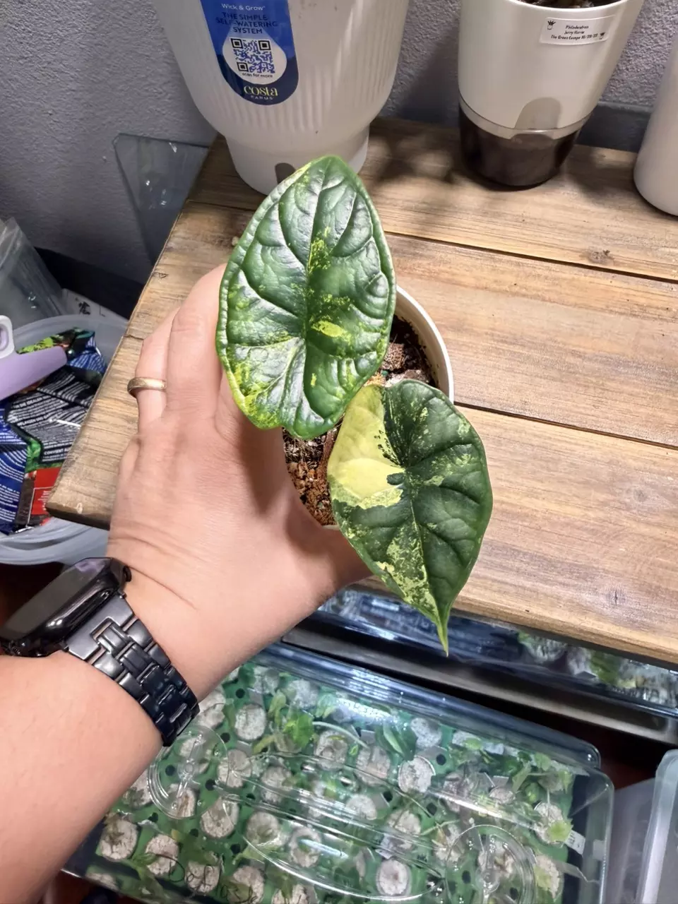 🌿 Alocasia Dragon Scale Albo Variegated 💚🤍 thumbnail