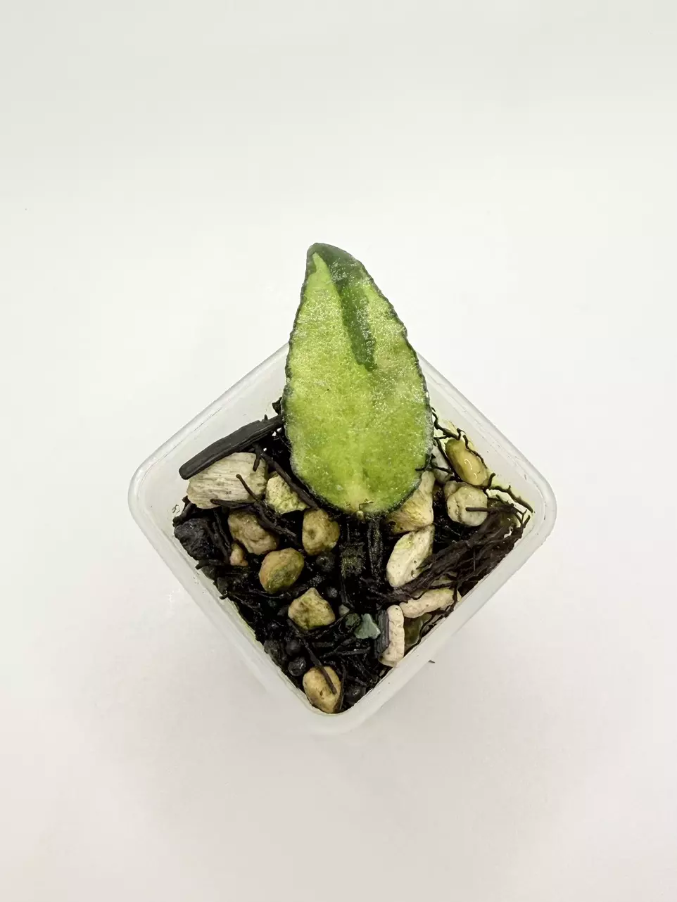 Hoya Caudata Variegated (rooted) thumbnail