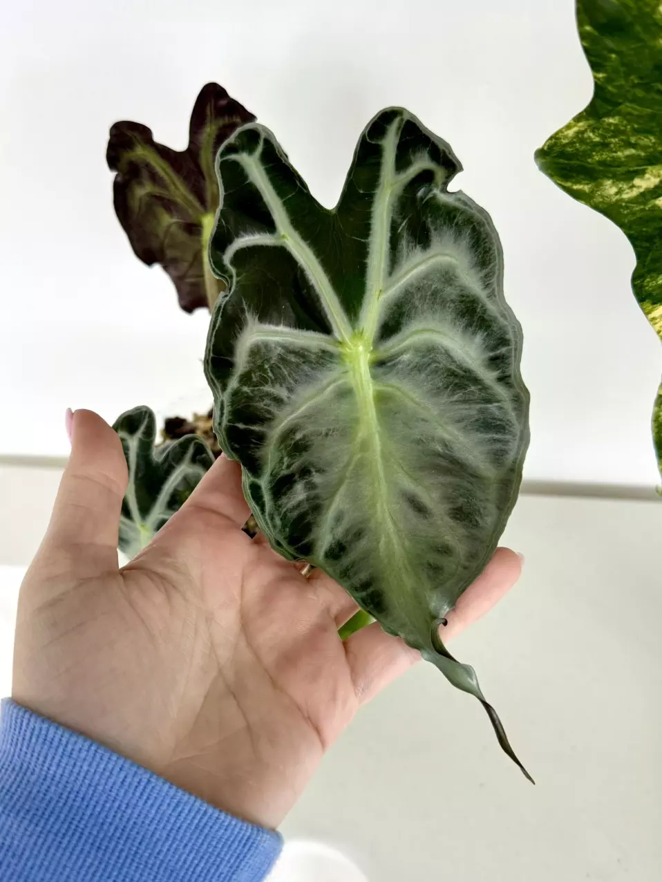 alocasia venom corm 🐍 thumbnail