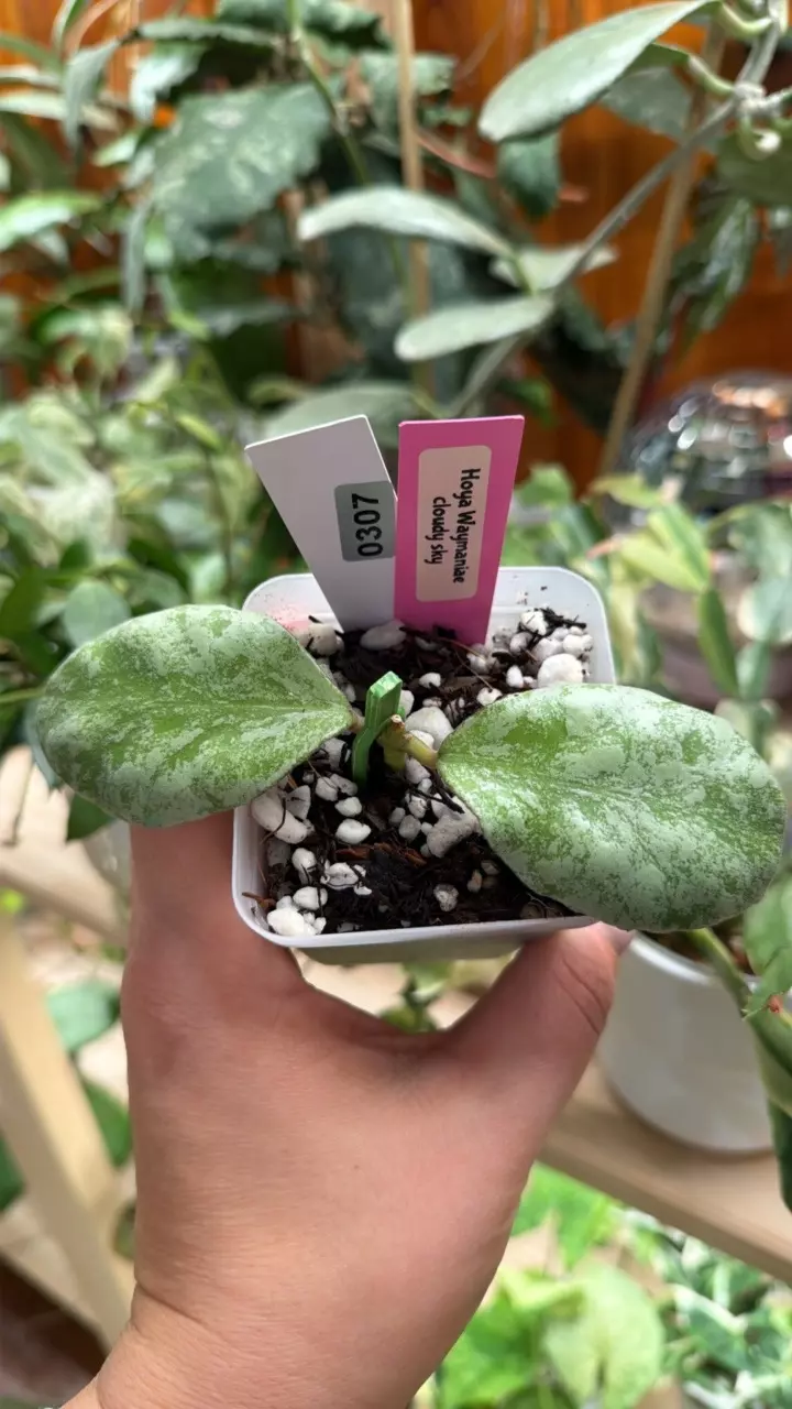 0307 Hoya Waymaniae Cloudy sky thumbnail