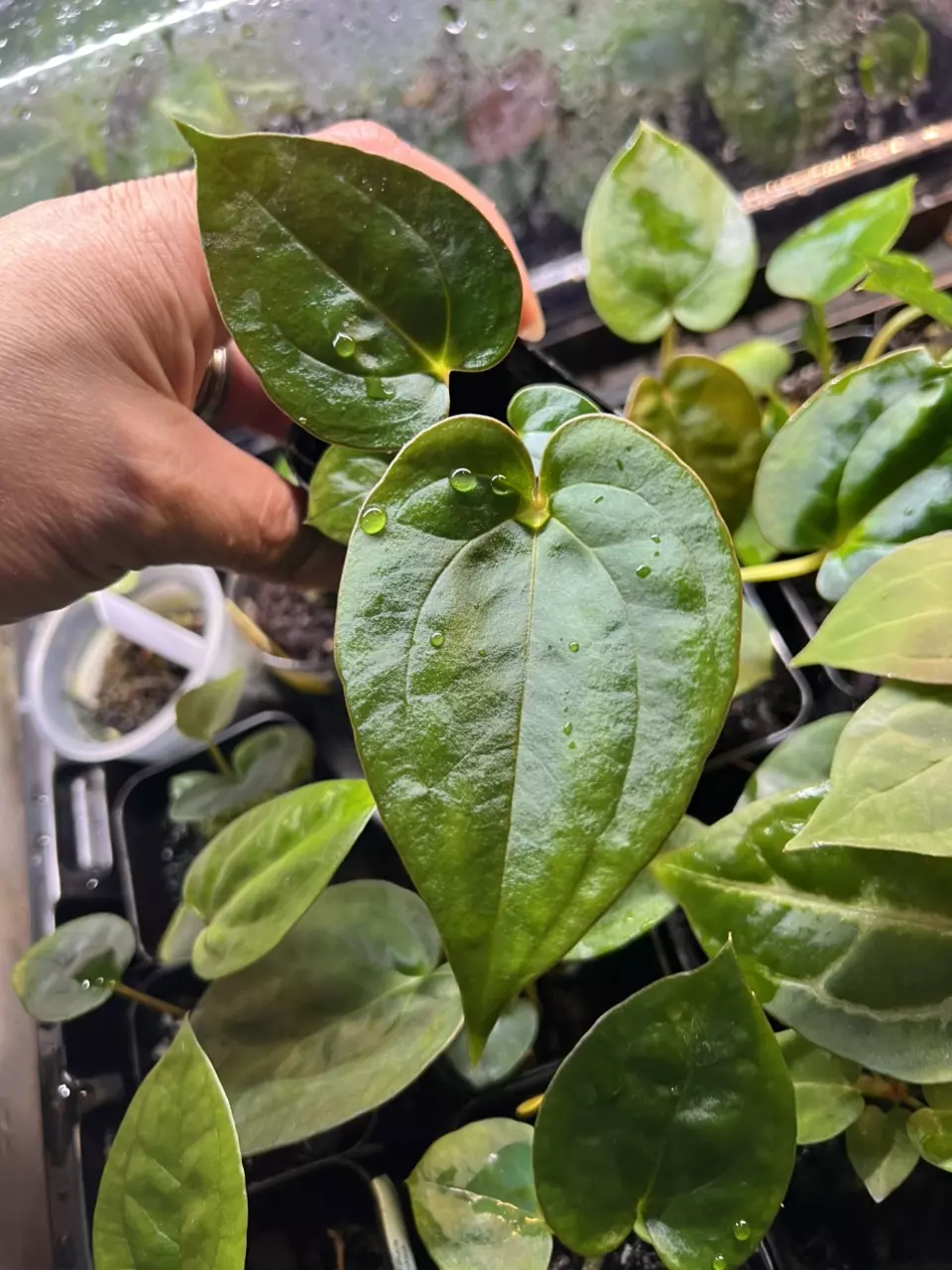 Anthurium Lost Tag thumbnail