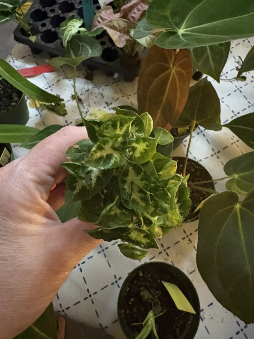 Syngonium Shorty thumbnail