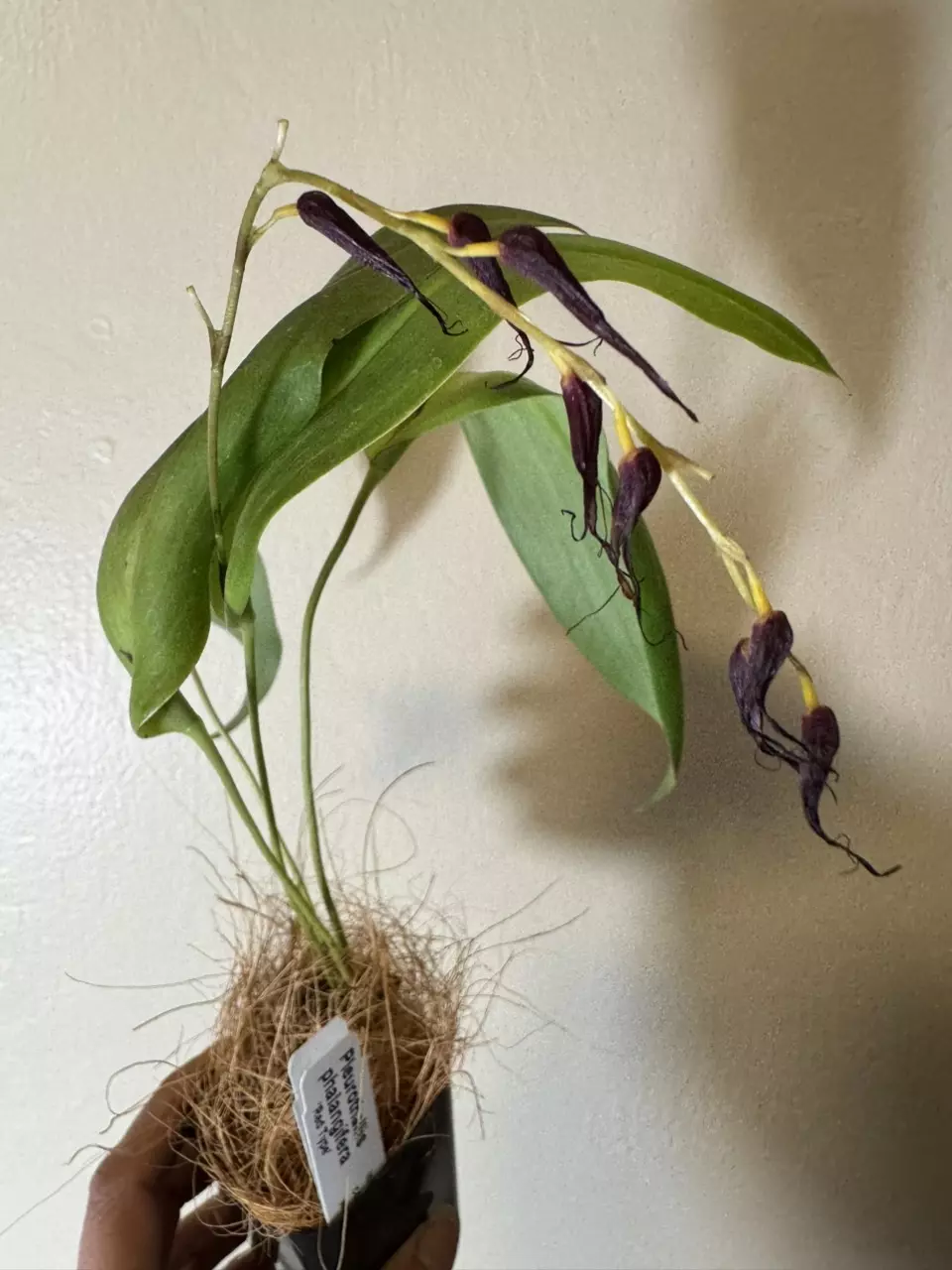 Miniature Orchid: Pleurothallis phalangifera ‘Red Type’ thumbnail