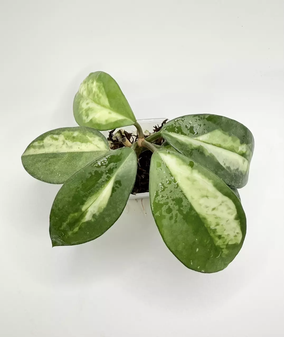 Hoya Momo (rooted) thumbnail