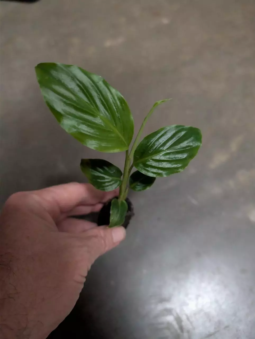 Alpinia Hot Pink thumbnail