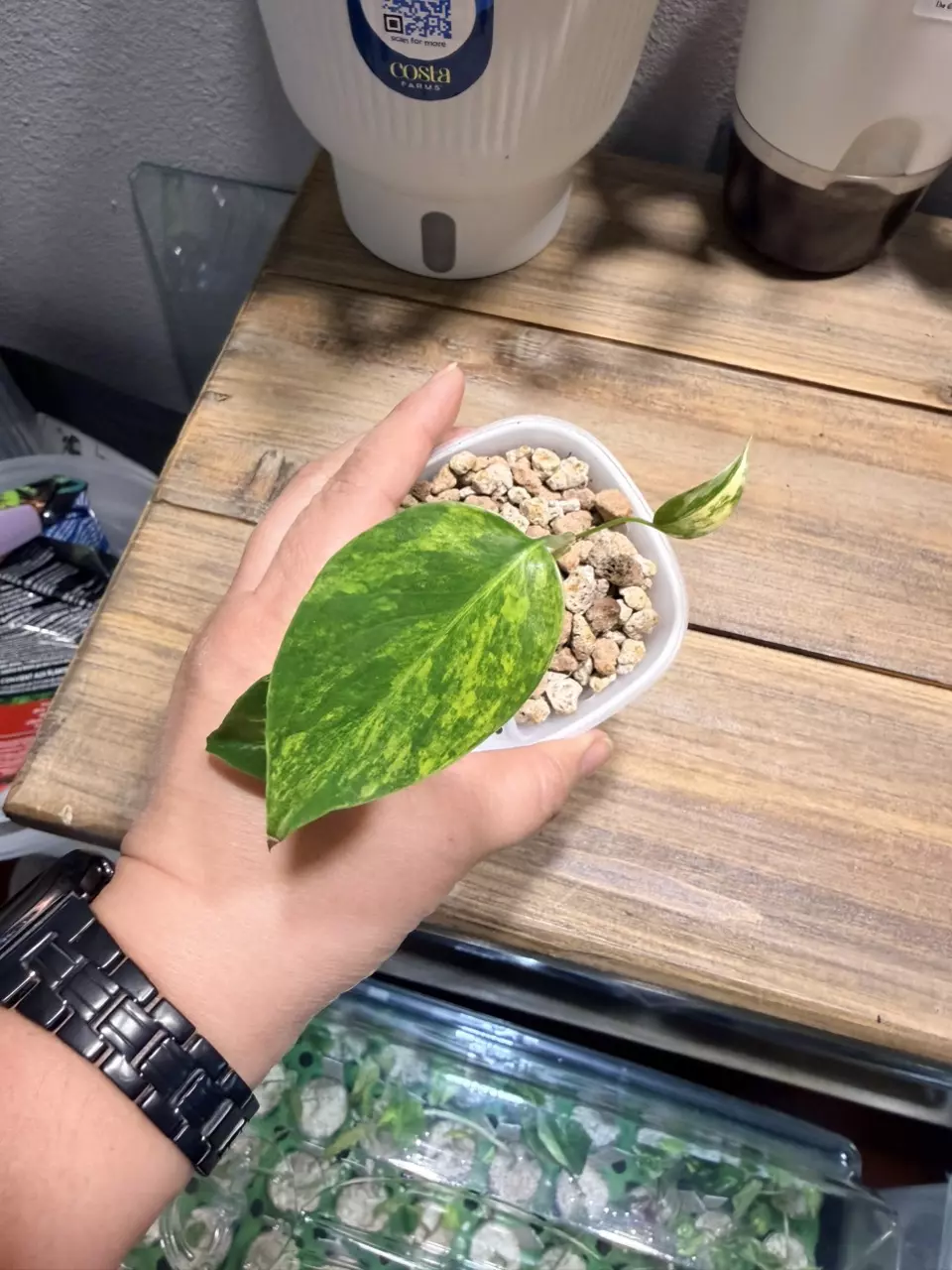 🌿 Monstera Deliciosa Aurea (Large Form Pup) thumbnail