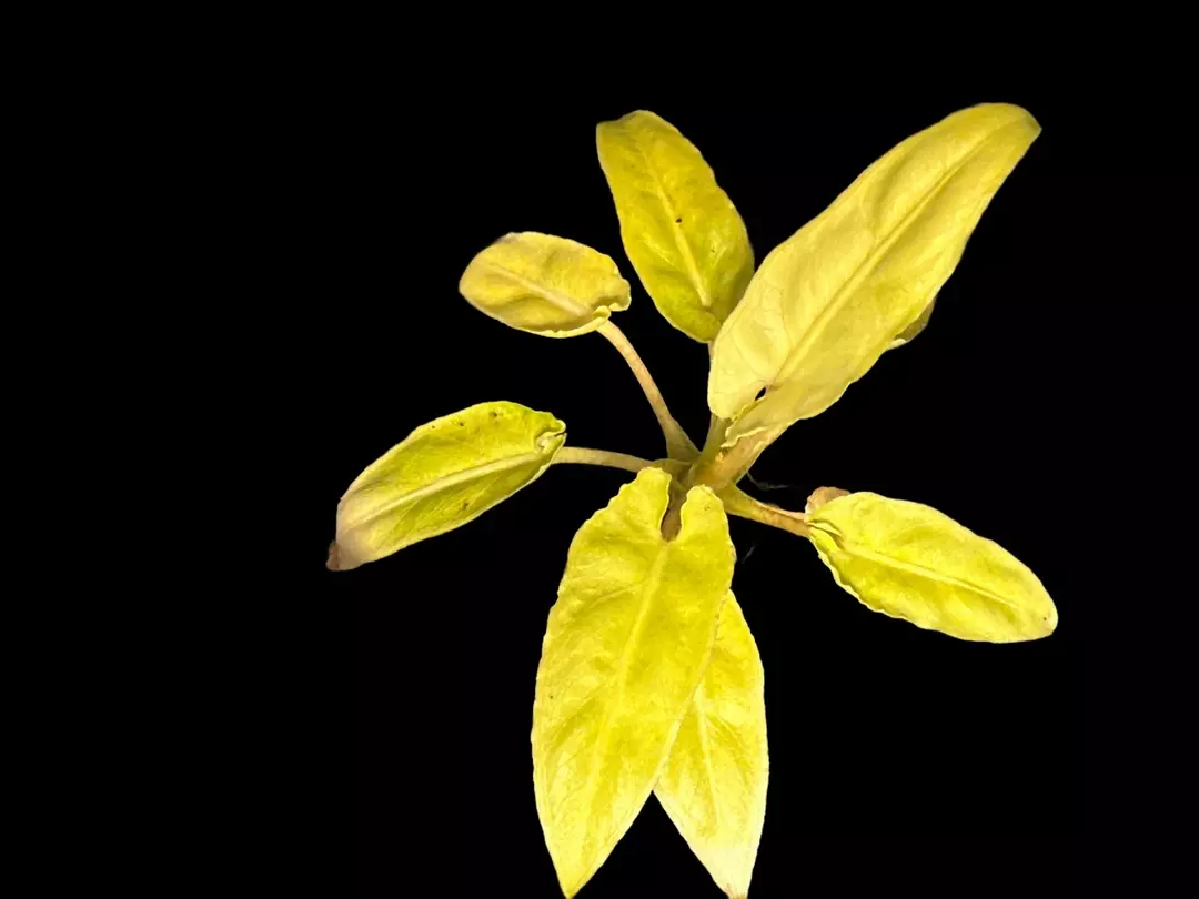 Lauterbachiana Mint thumbnail