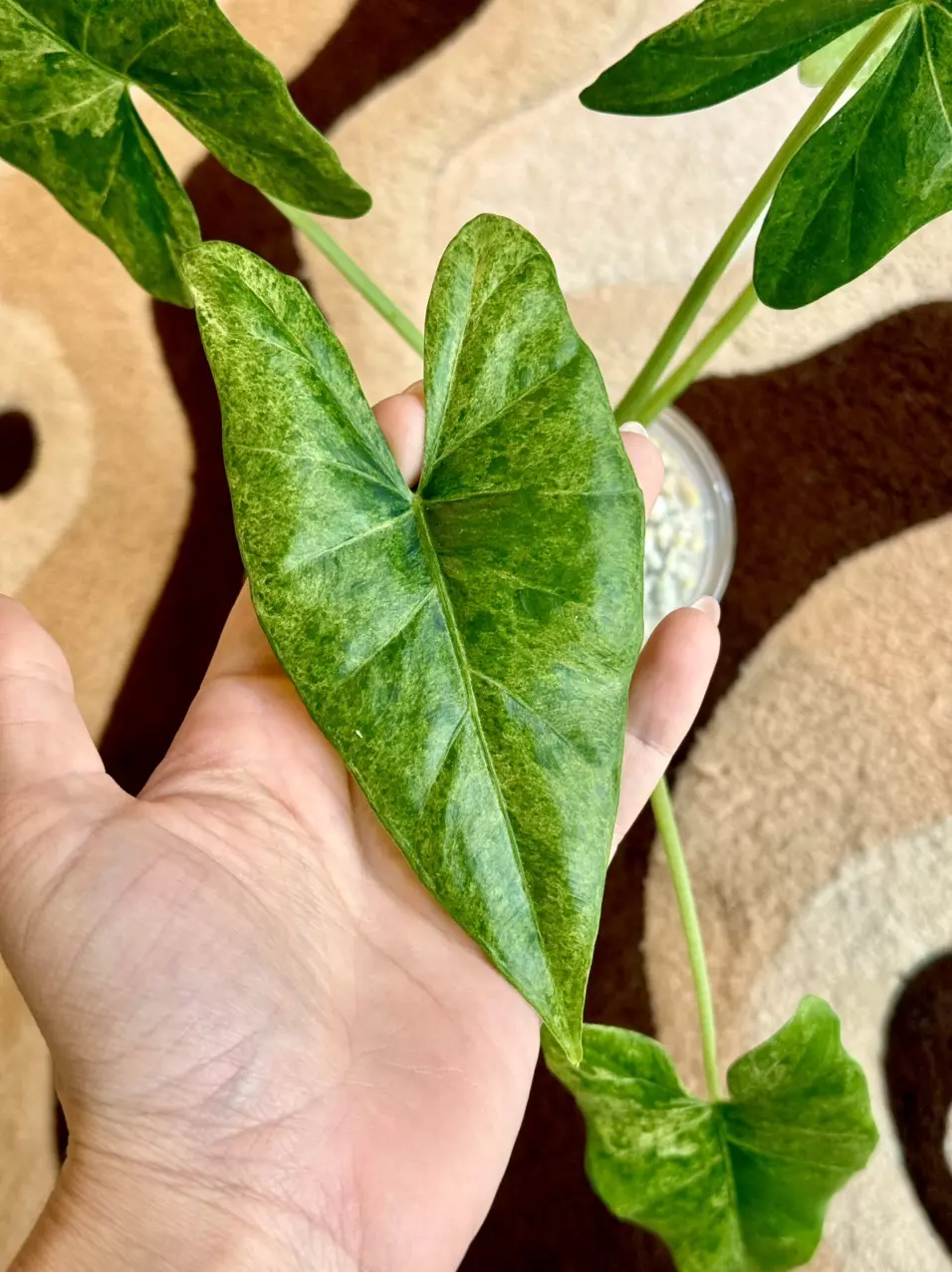 Alocasia Epilithica Corm 💚 thumbnail