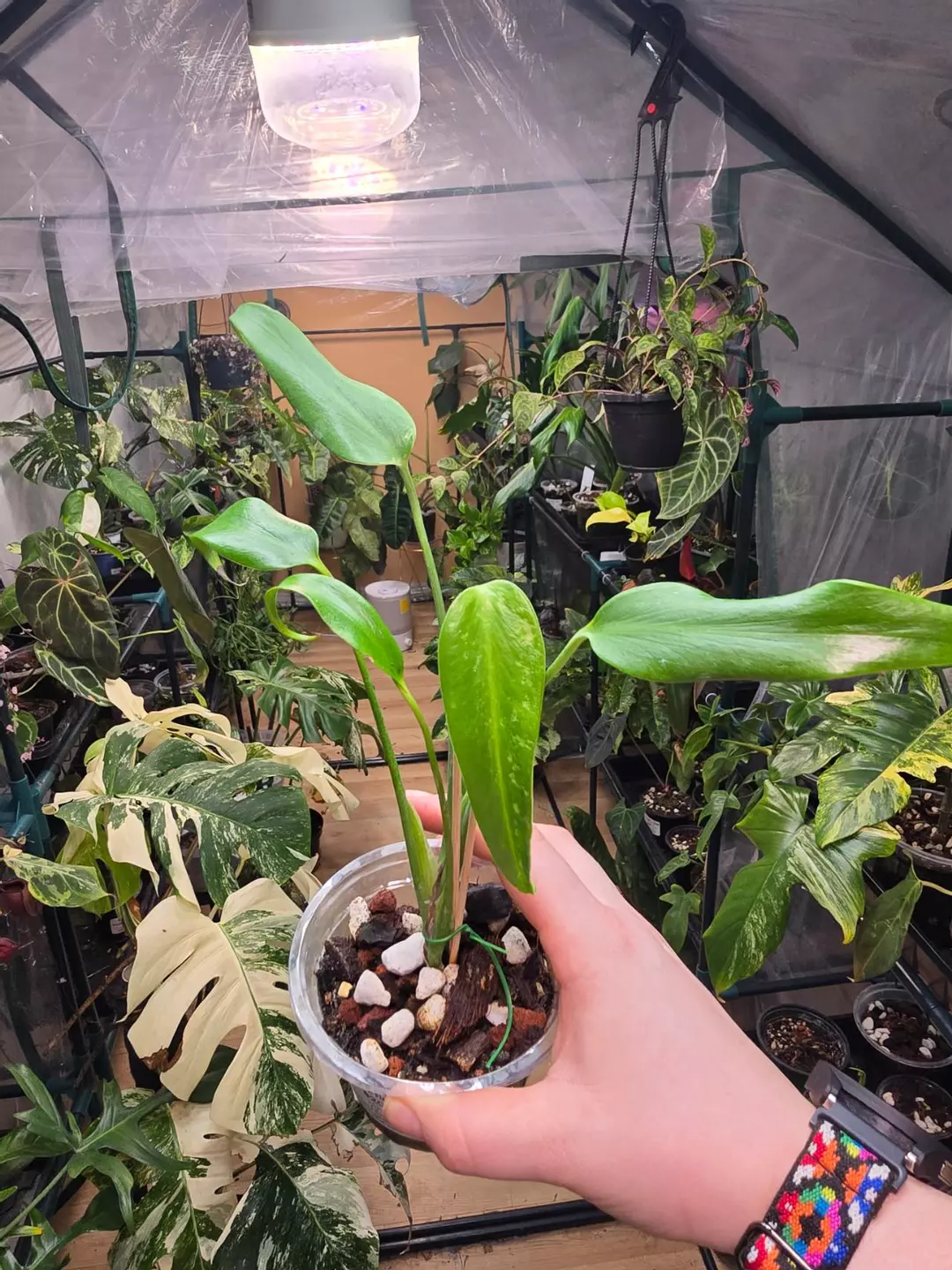 Burle Marx Flame Philodendron thumbnail