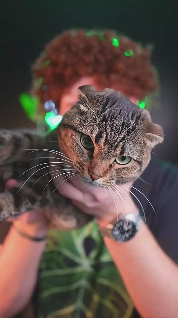 PHILODENDRON RING OF FIRE MOCHA TC SELLERS CHOICE thumbnail