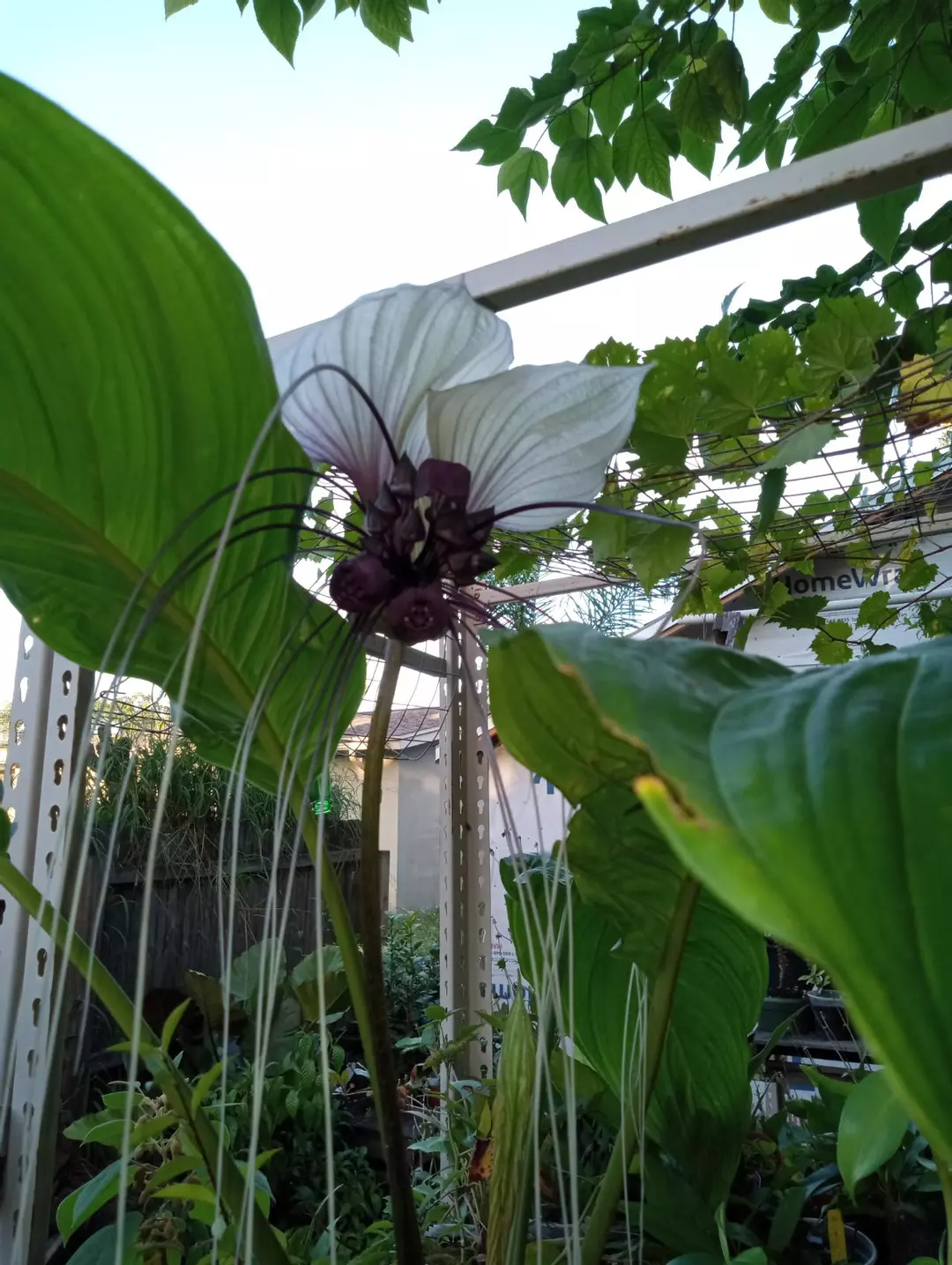 White Tacca Bat flower Plant thumbnail