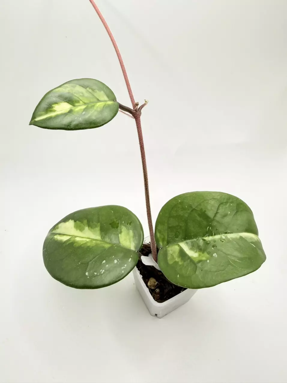 Hoya Momo (rooted) thumbnail