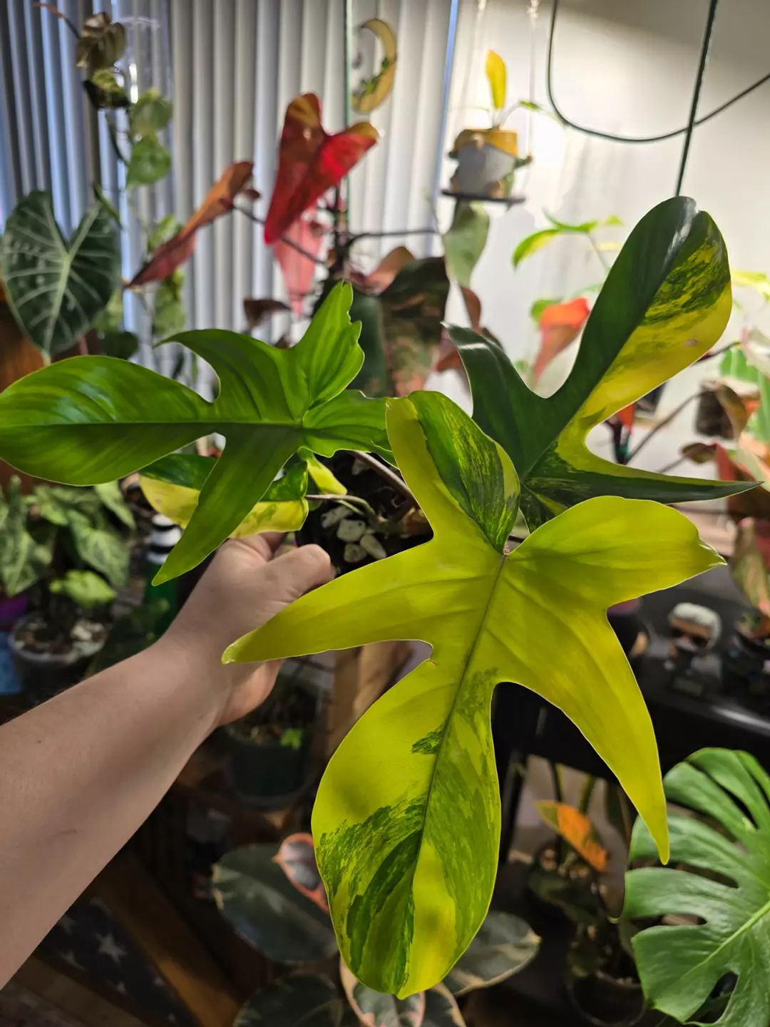 Florida Beauty Variegated thumbnail