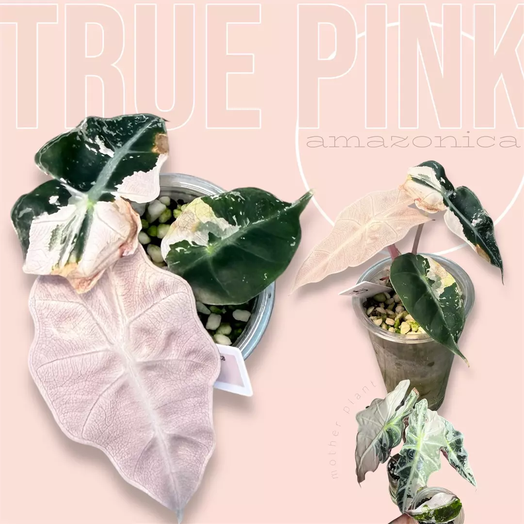 pink amazonica (true pink) - corm grown - variegated alocasia thumbnail