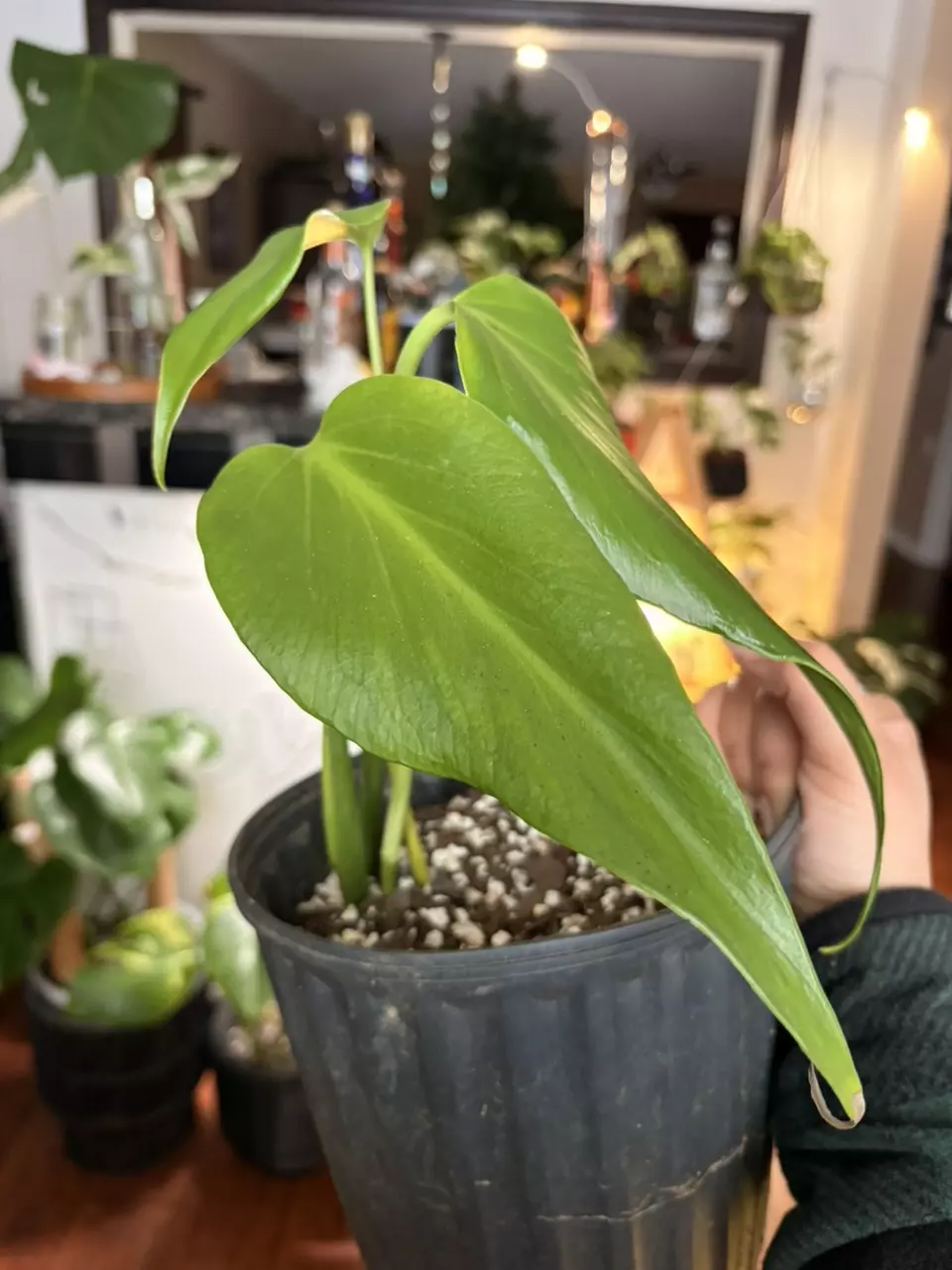 Monstera ‘Burle Marx Flame thumbnail