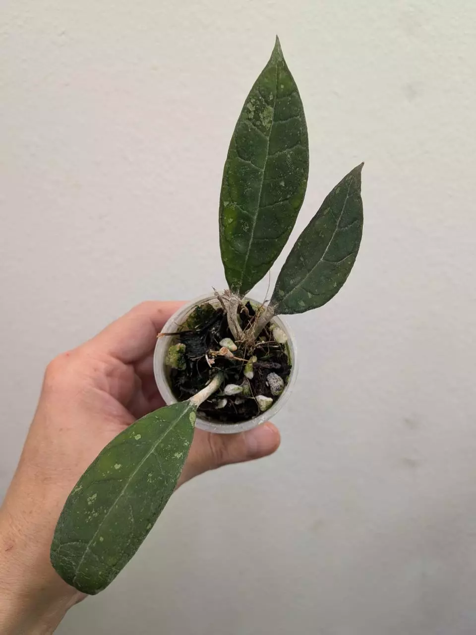 #1045 Hoya AH xeno thumbnail