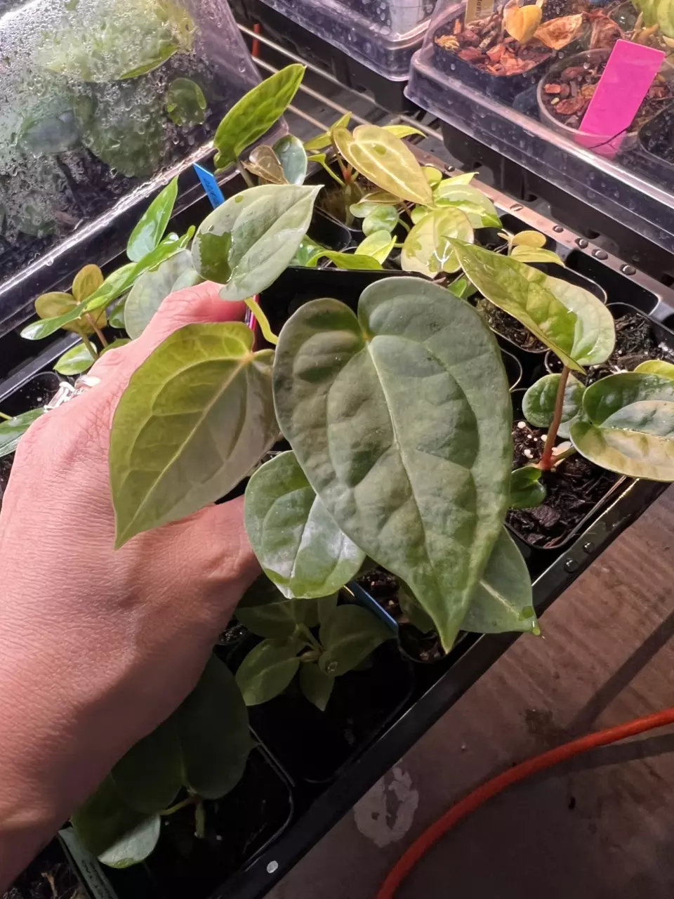 Anthurium Michelle/Zara x BVEP Round/RA1. thumbnail