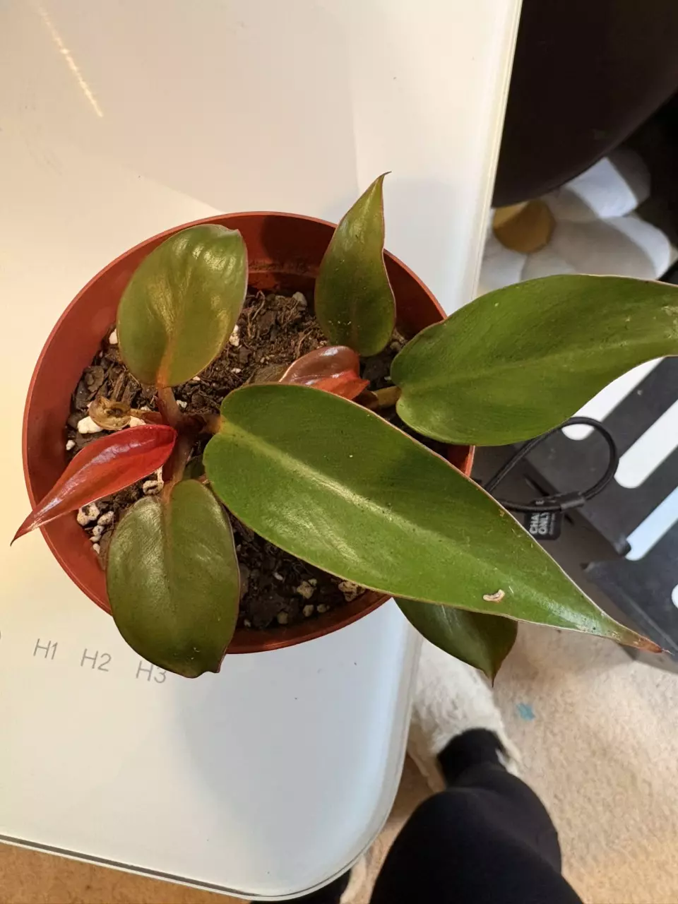 Philodendron ‘Prince of Orange’ thumbnail