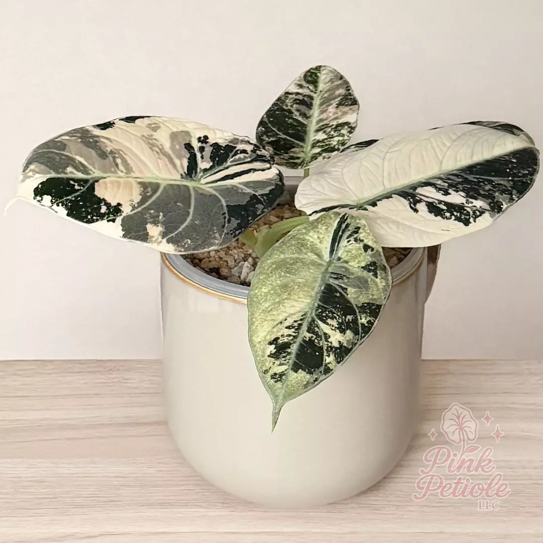 Alocasia Ninja Pink Albo Pup thumbnail