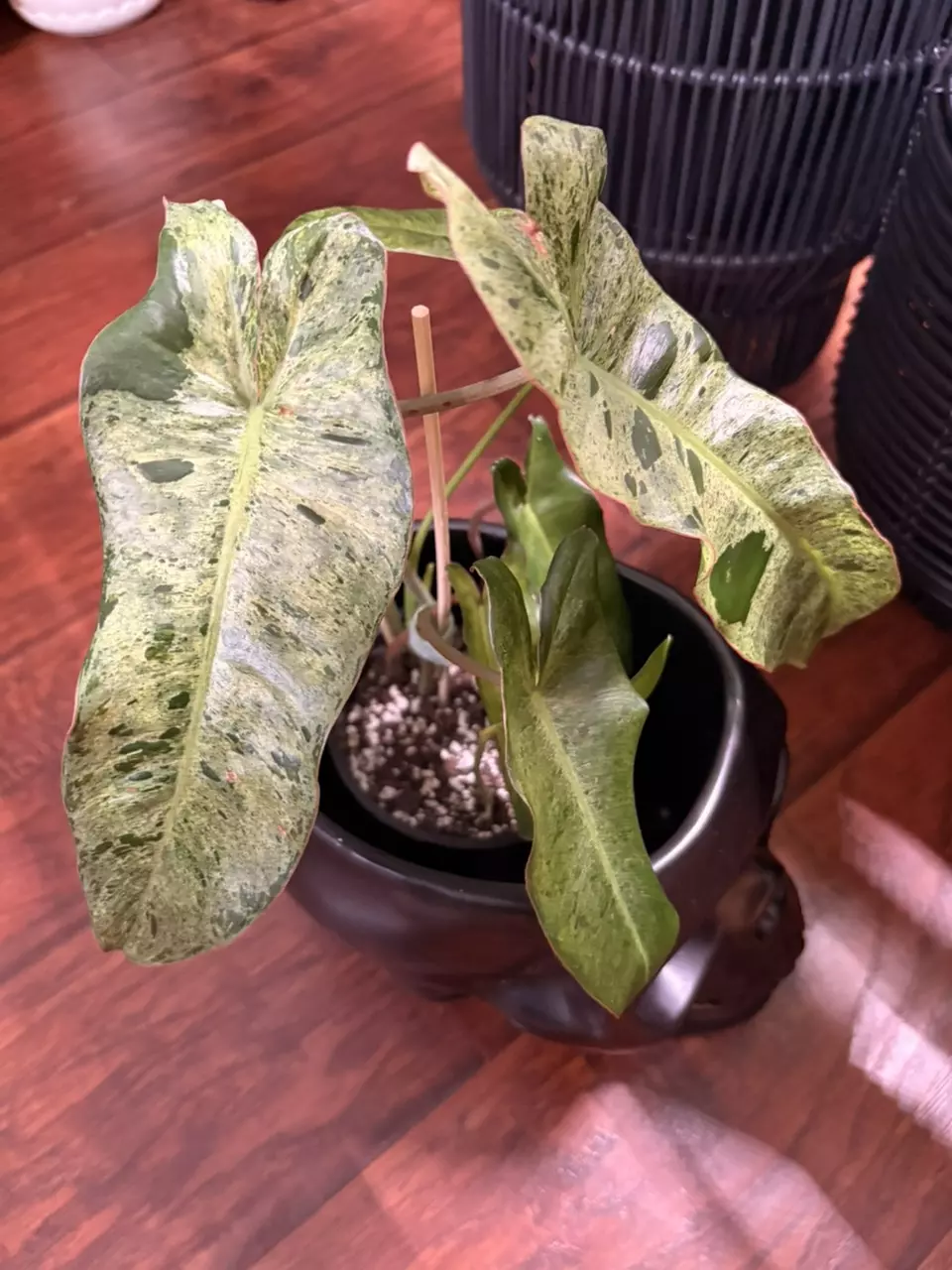 Philodendron ‘Paraiso Verde’ thumbnail