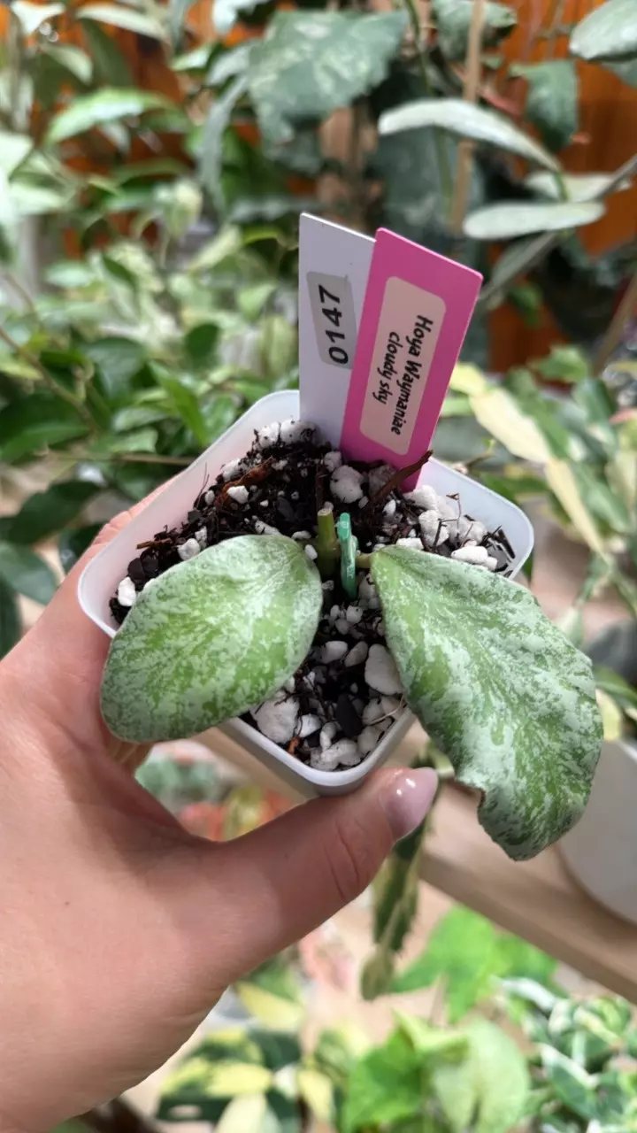 0147 Hoya Waymaniae cloudy sky thumbnail