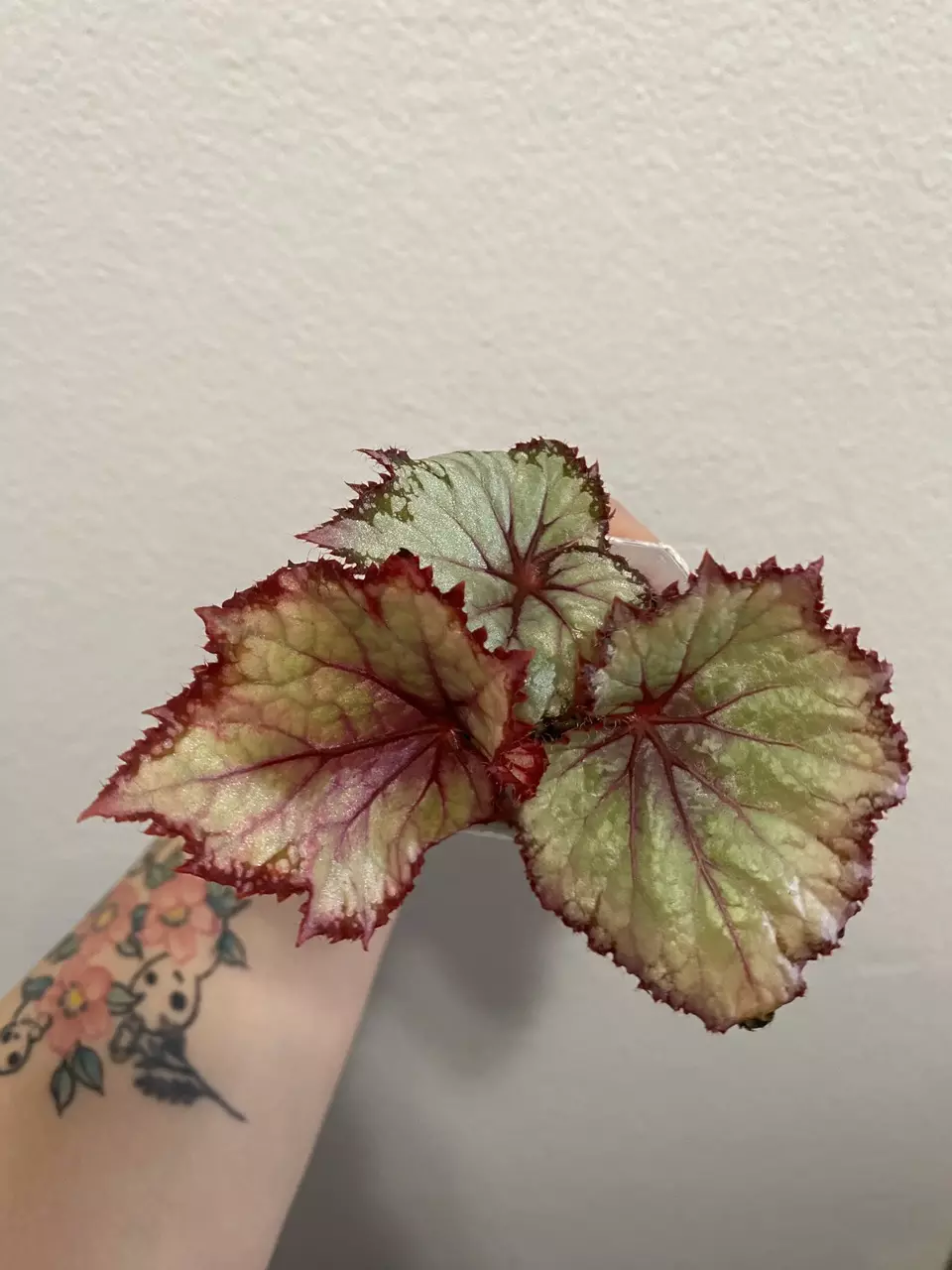 #93 - Begonia Blueberry Sorbet 🫐 thumbnail
