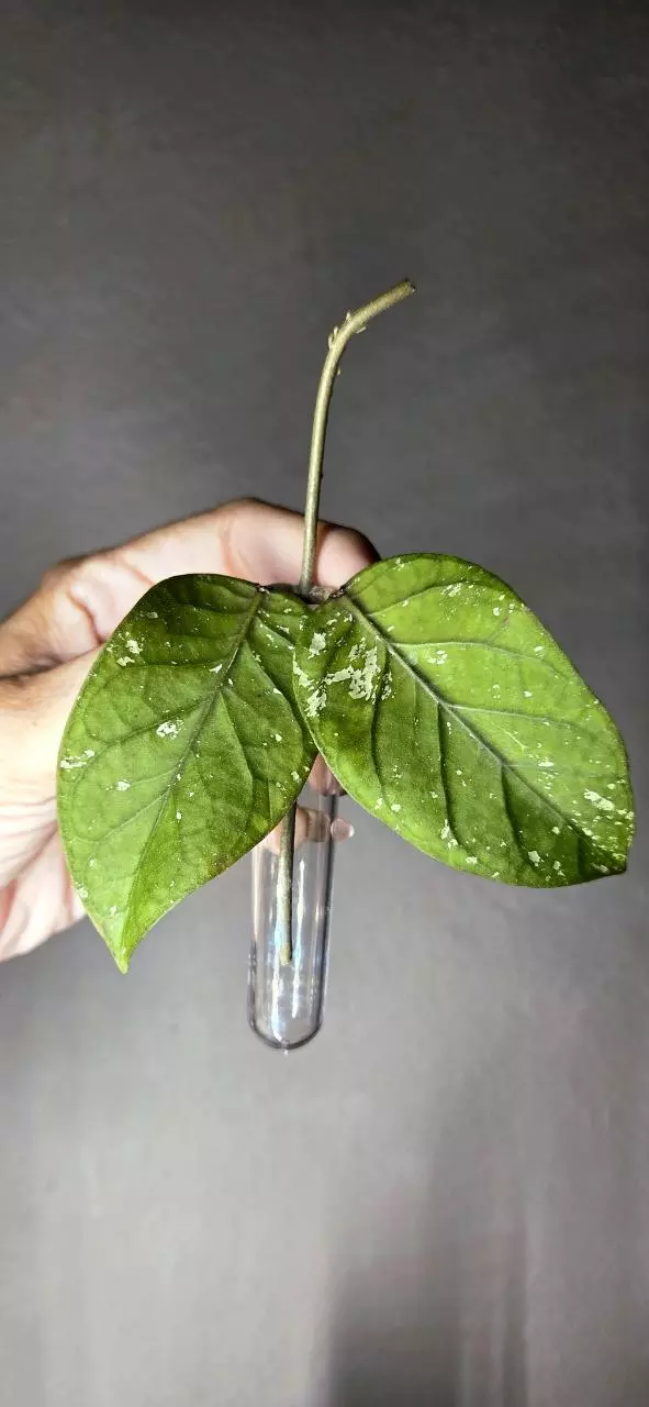 Hoya sp Gayo Lues NAPC008 thumbnail