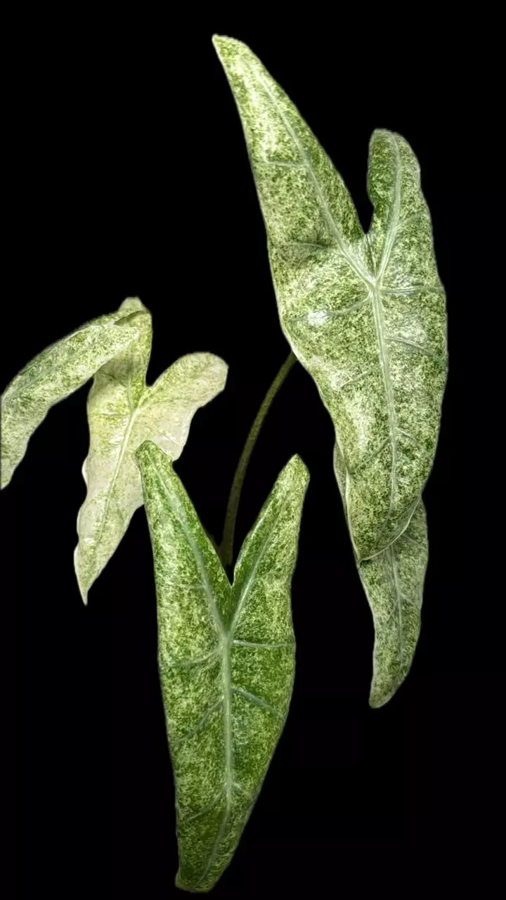 Longiloba Mottled Alocasia CORM🔥🔥🔥 thumbnail
