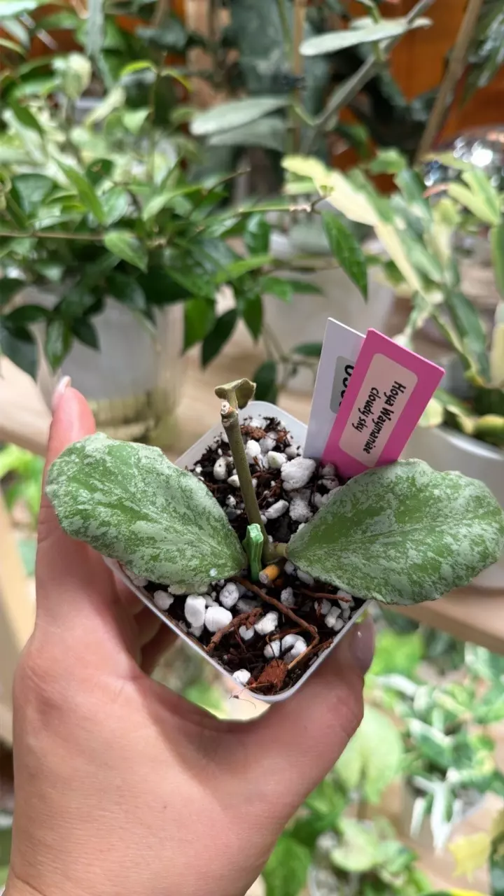 0369 Hoya Waymaniae Cloudy sky thumbnail