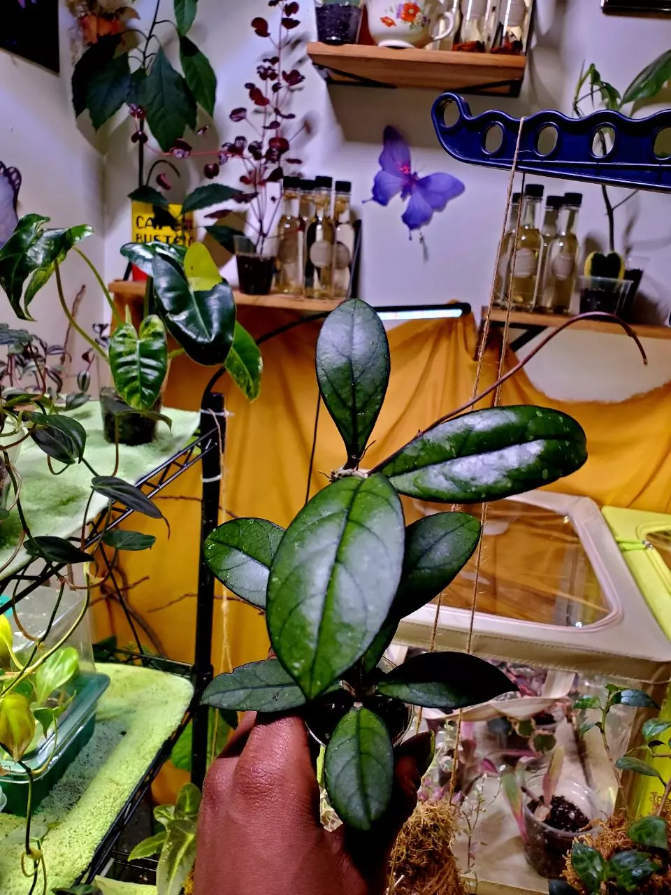 Hoya Crassipetiolata 🪴 Rooted Starter Plant thumbnail